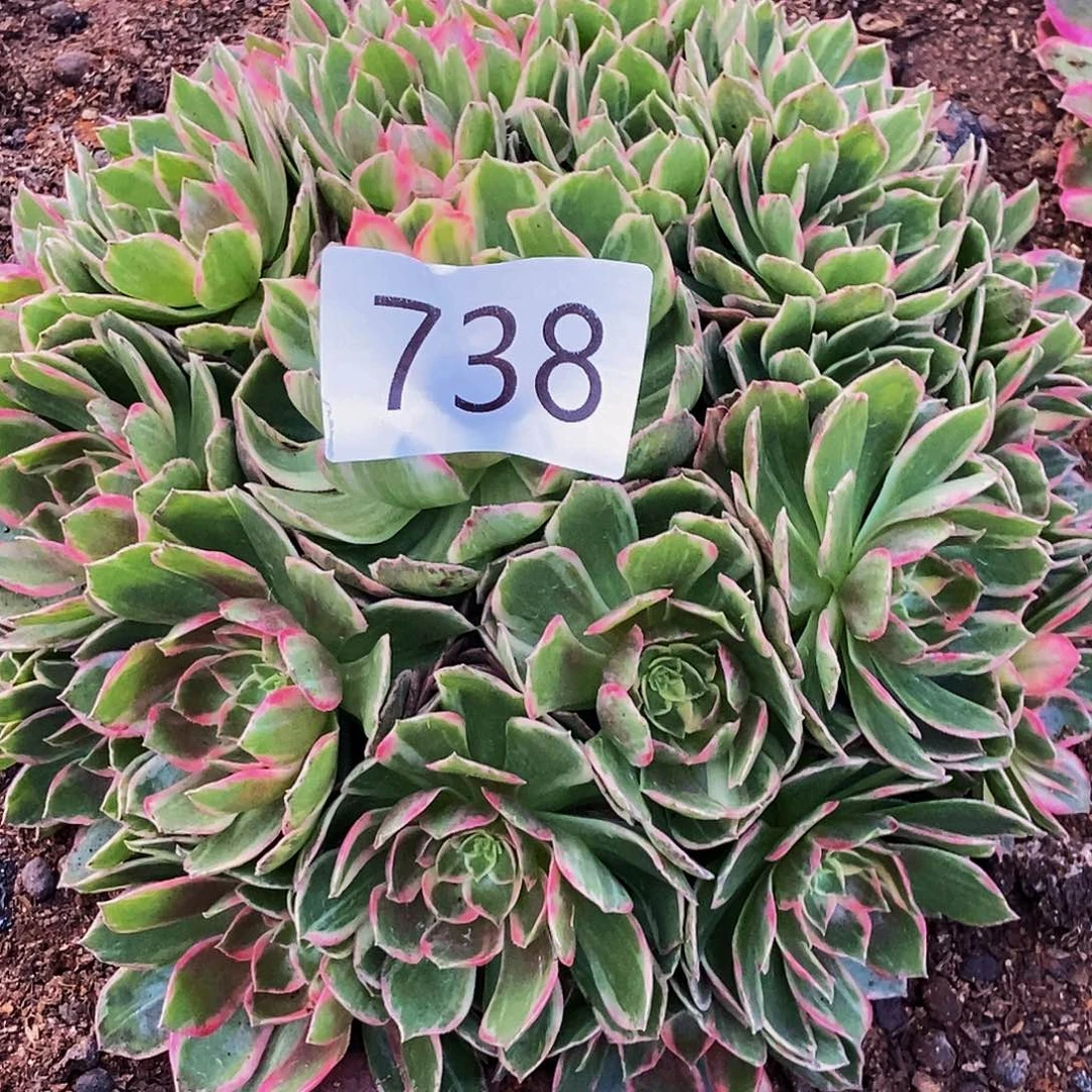 柠***茶上古园艺多肉法师738