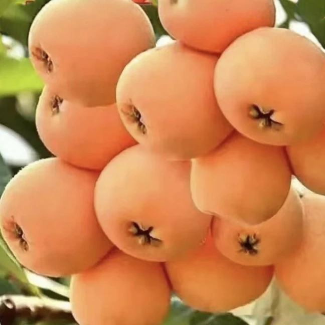 大五星枇杷榴莲果树苗盆栽地栽（裸根修枝修叶发货）枇杷树