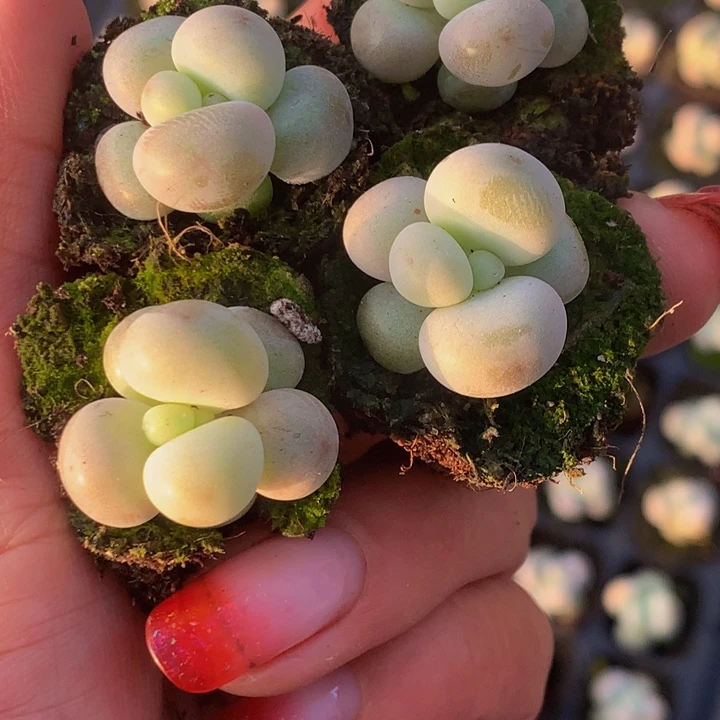 蛋黄奶7颗  包邮  包邮