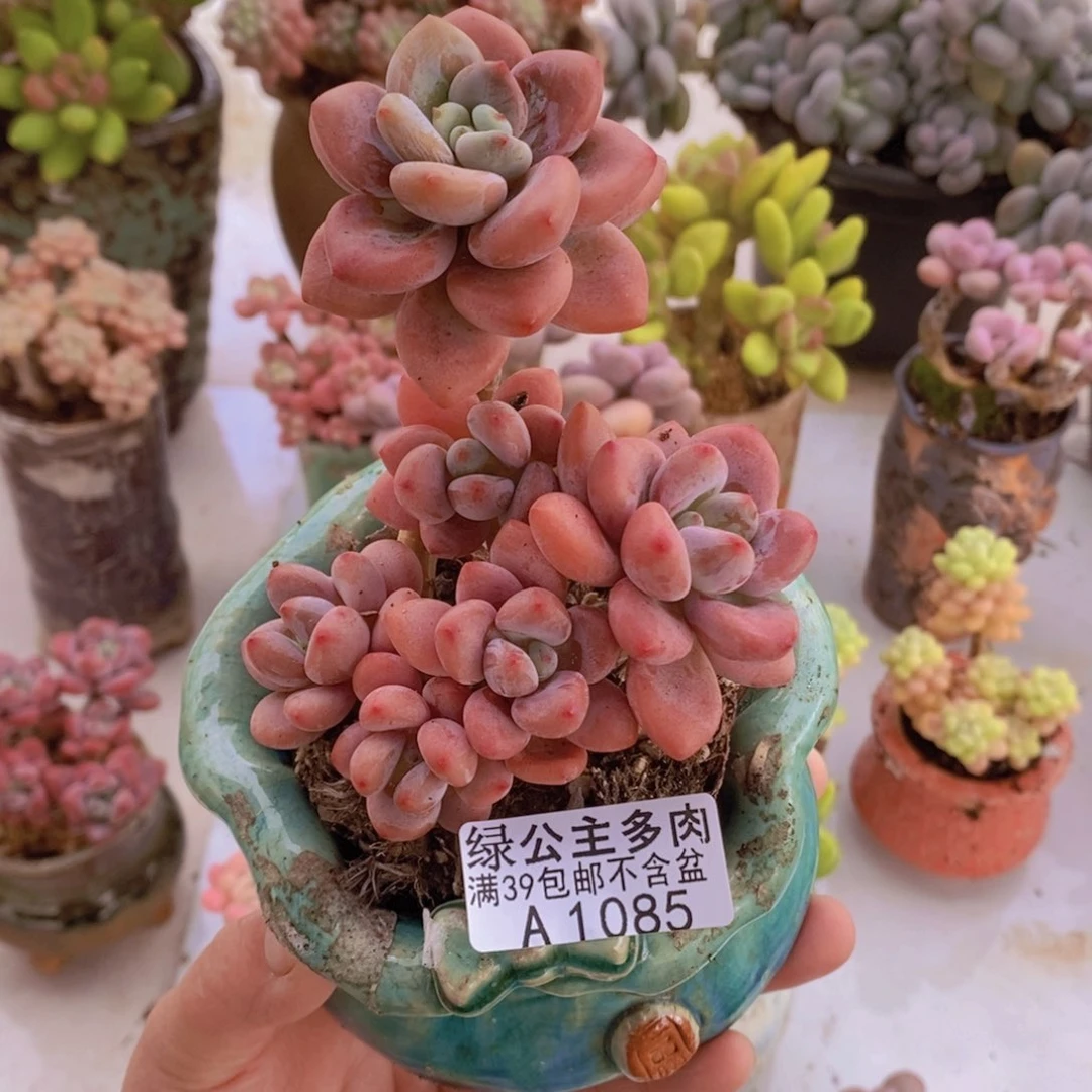 樱花洛神9cm1085多肉植物