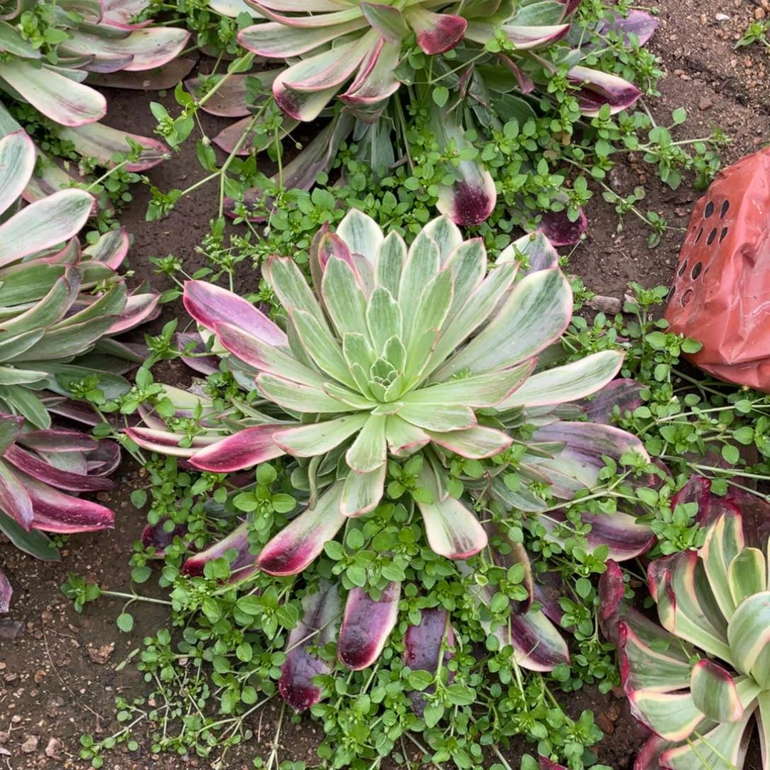 婚纱多肉法师断枝不包量