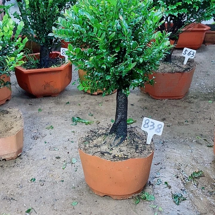 当前无花栽培后可以开花