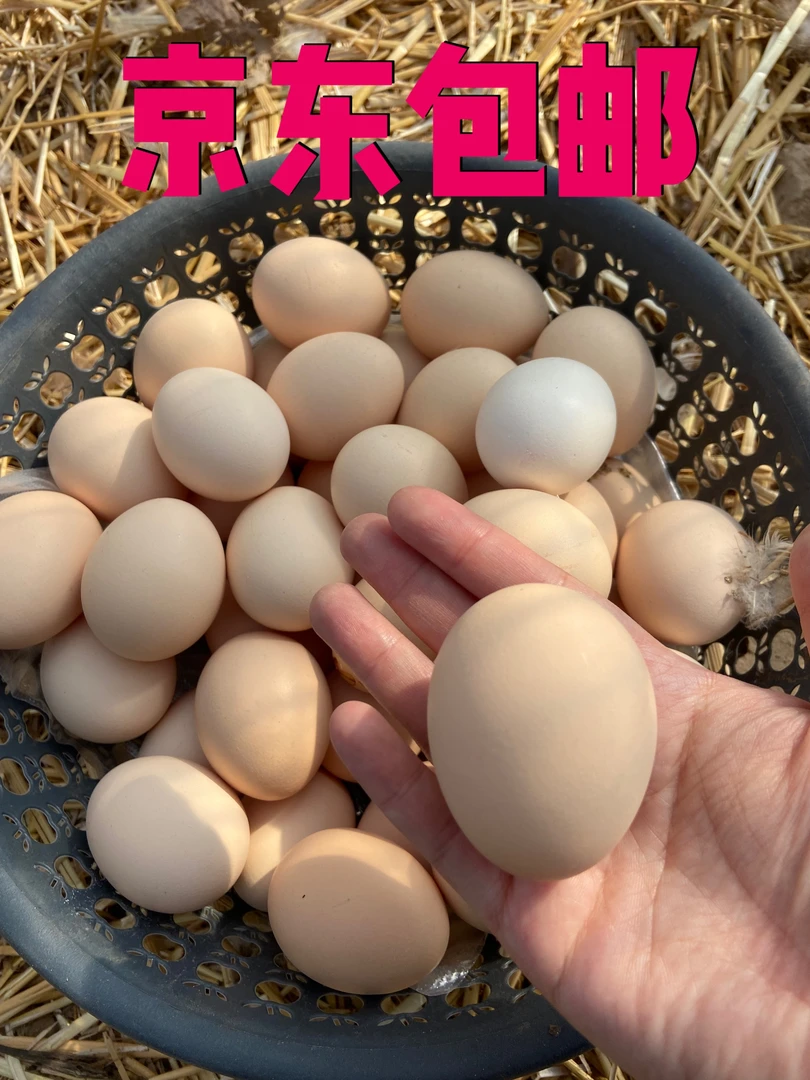 山东散养农家土鸡蛋