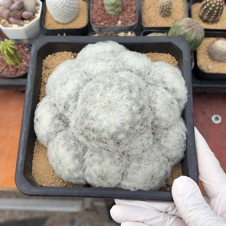 阿***敏高尔夫仙人球223456