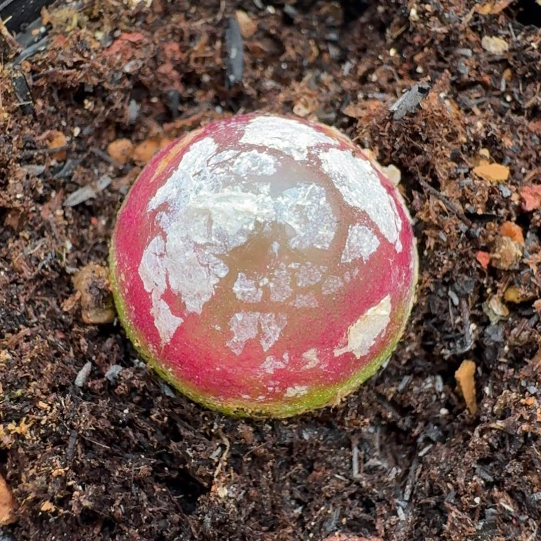 1113灯灯带盆0000000000