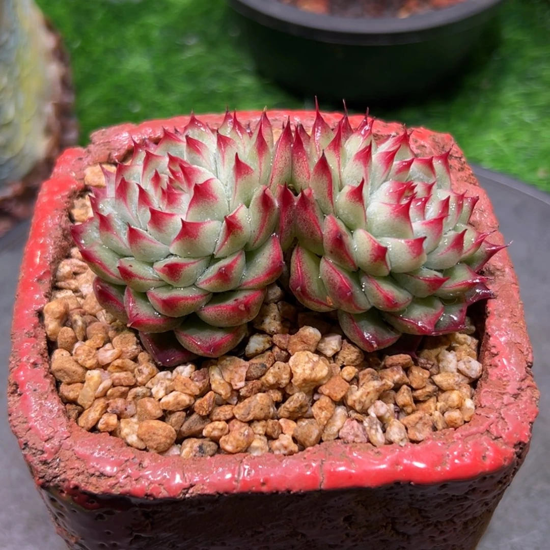 O***K双头，桃妖仙子，一物一怕。