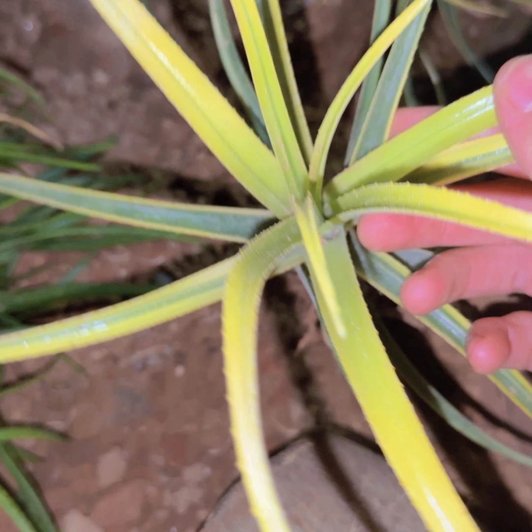 C***哇块根植物块根植物