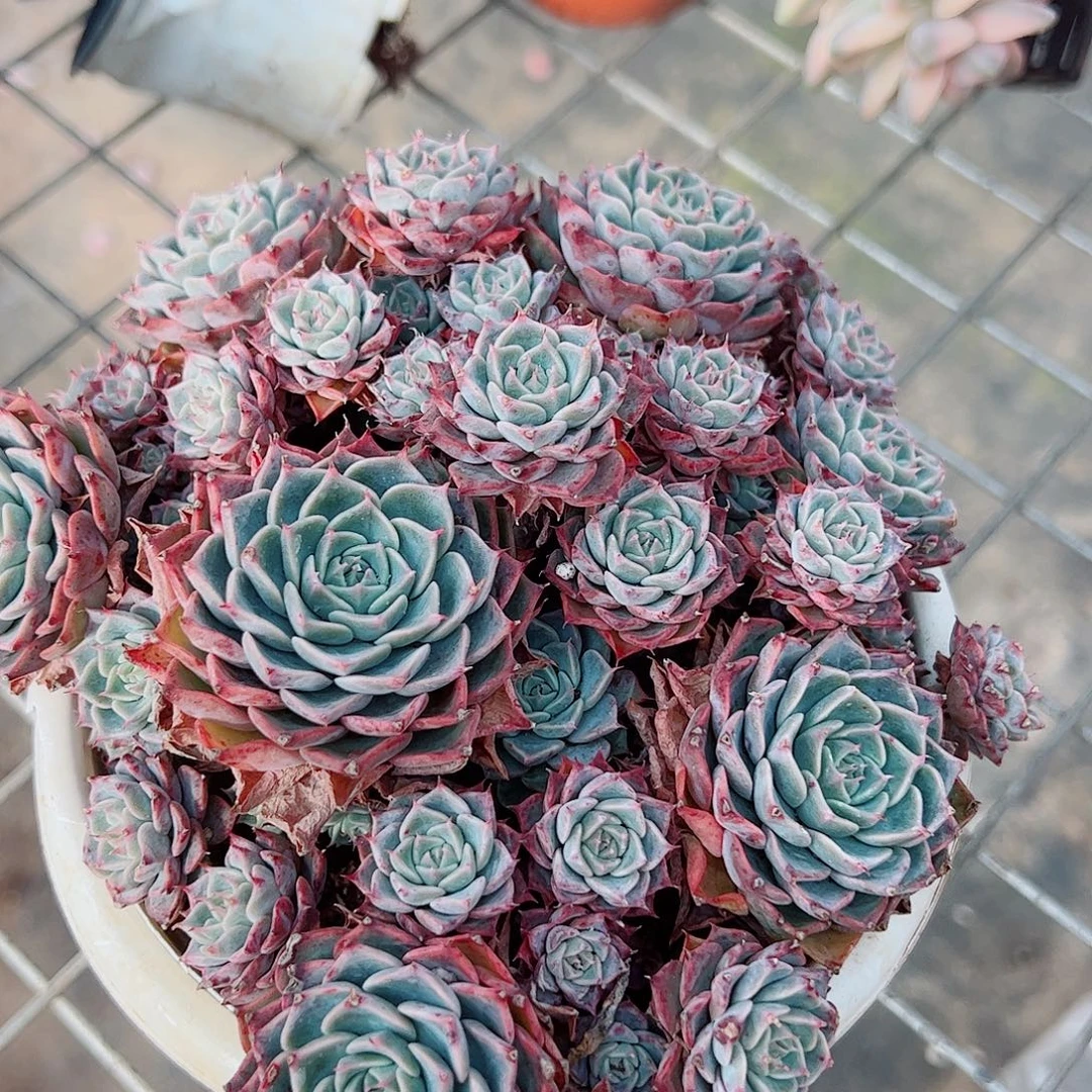 海滨格瑞带盆土精品