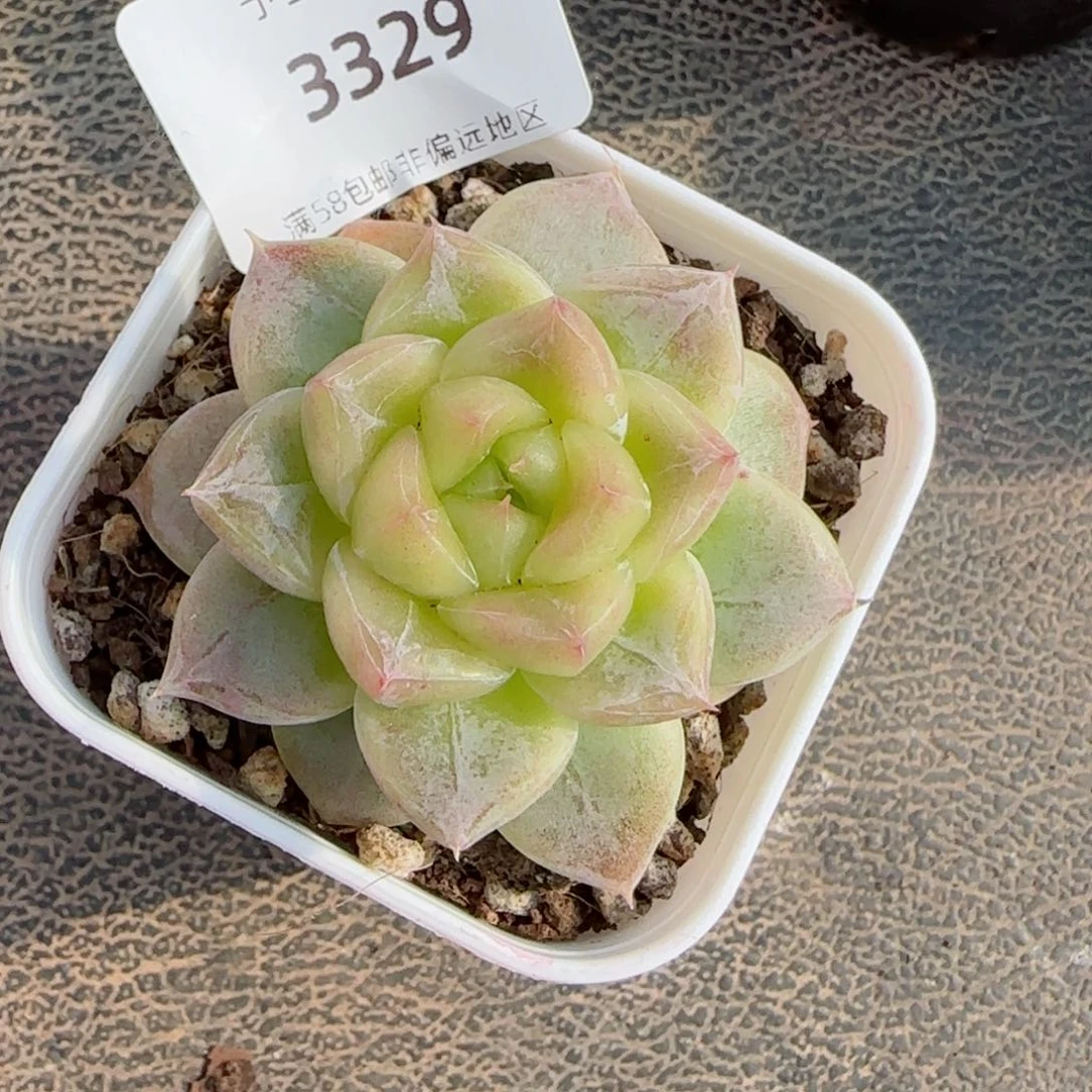青禾，3329多肉植物