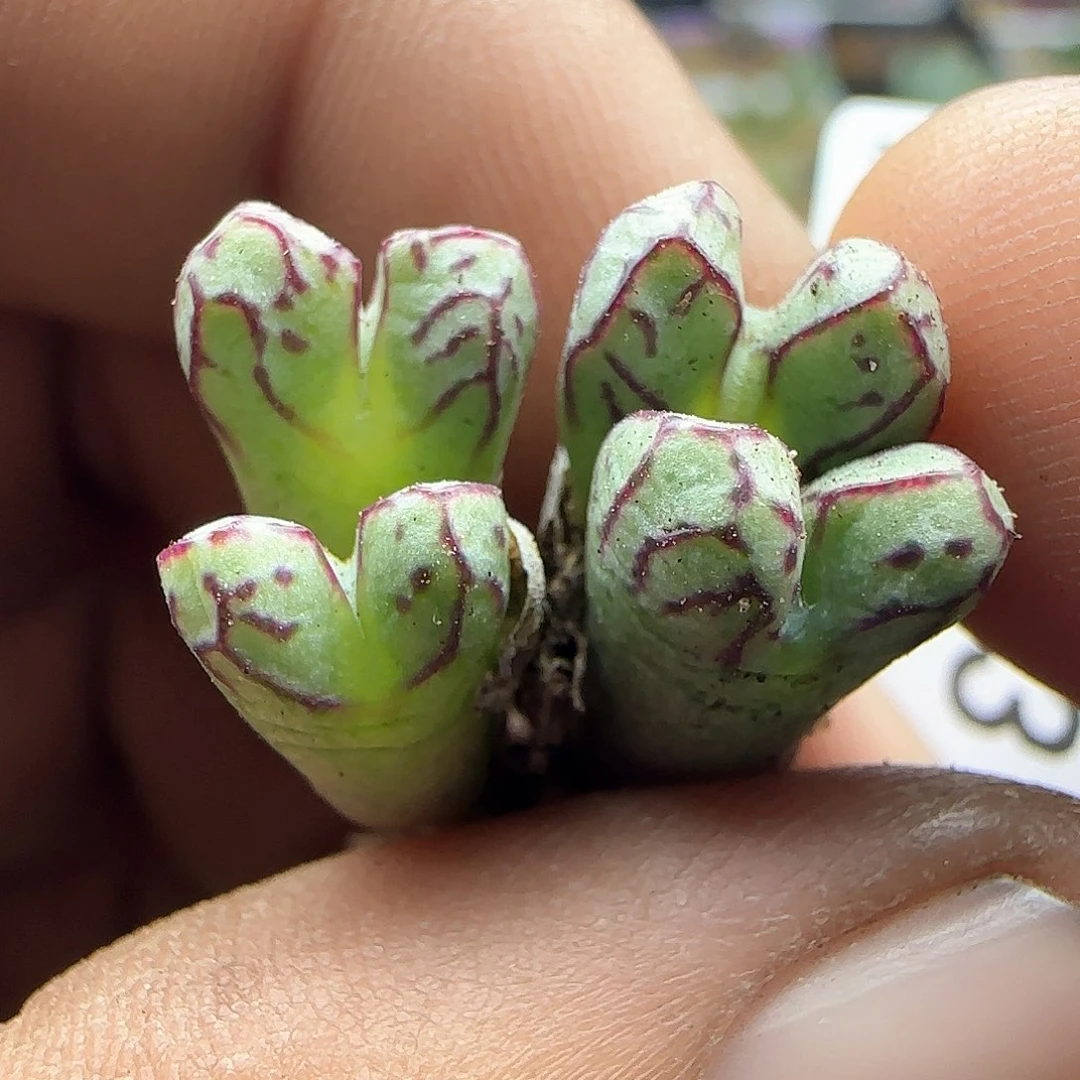 大年初三快乐23253