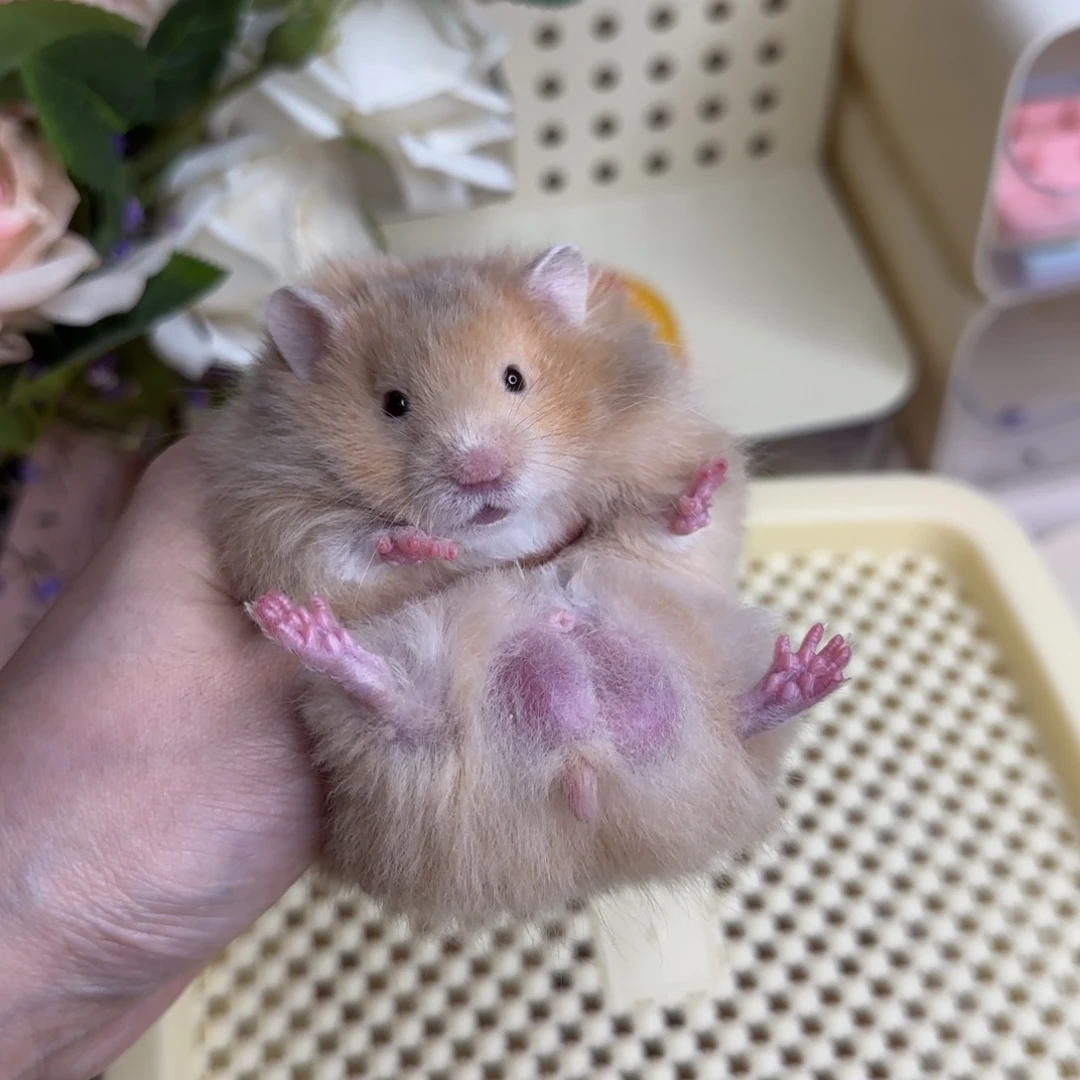 5.2携重点肉桂弟弟