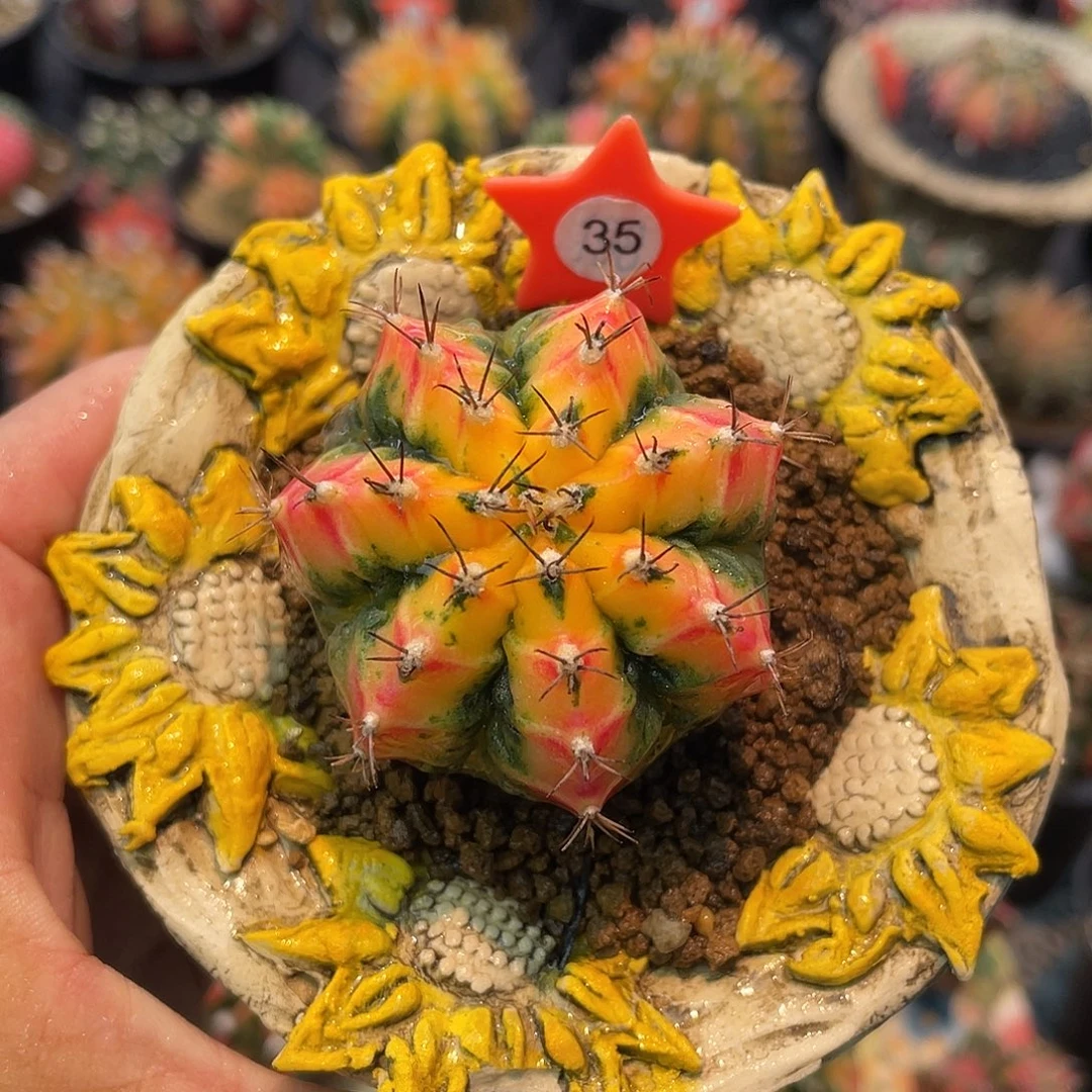 1-35海神锦实生4.5厘米