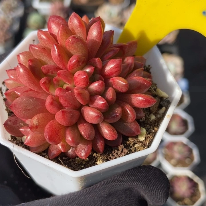 923红宝石多肉植物保护