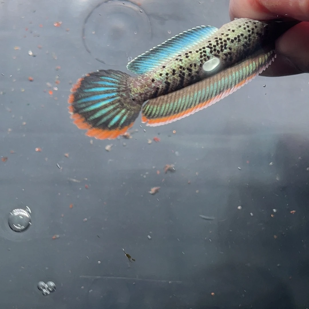 雷龙鱼74号1111111111