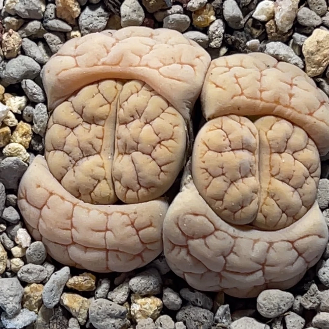 8151双头凹凸铁189一颗