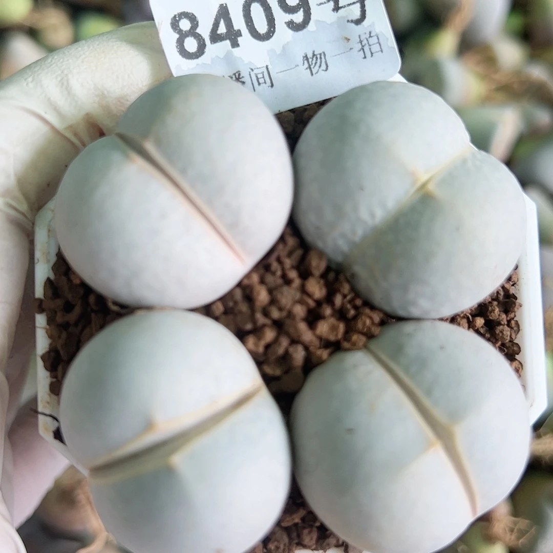 8409五年高尔夫4个3cm左右