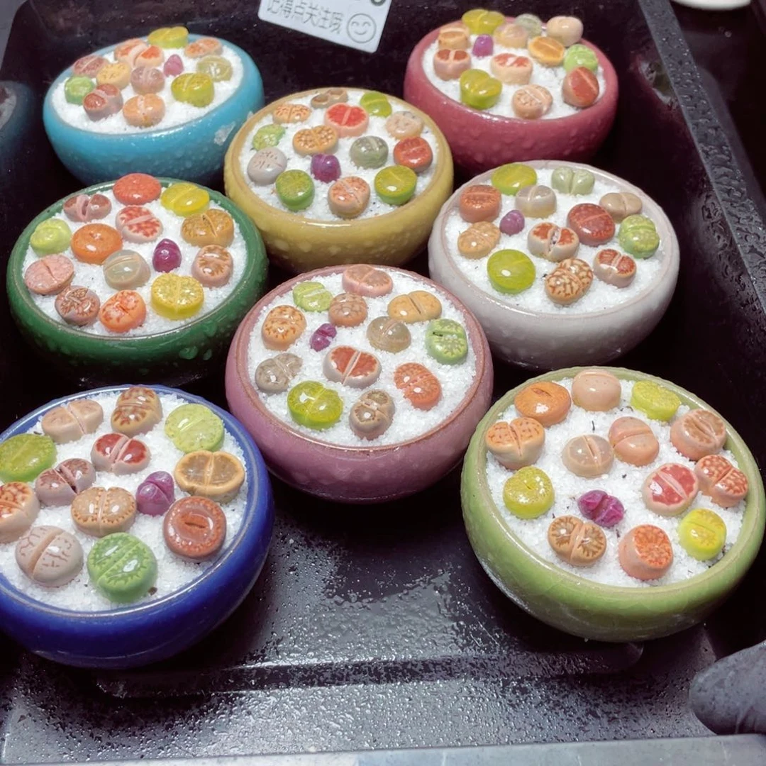 w6580-片状冰裂，一份一盆量拍