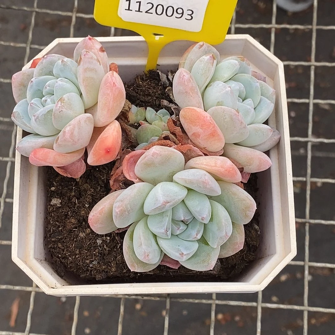 贩**光1120093冰玉老桩