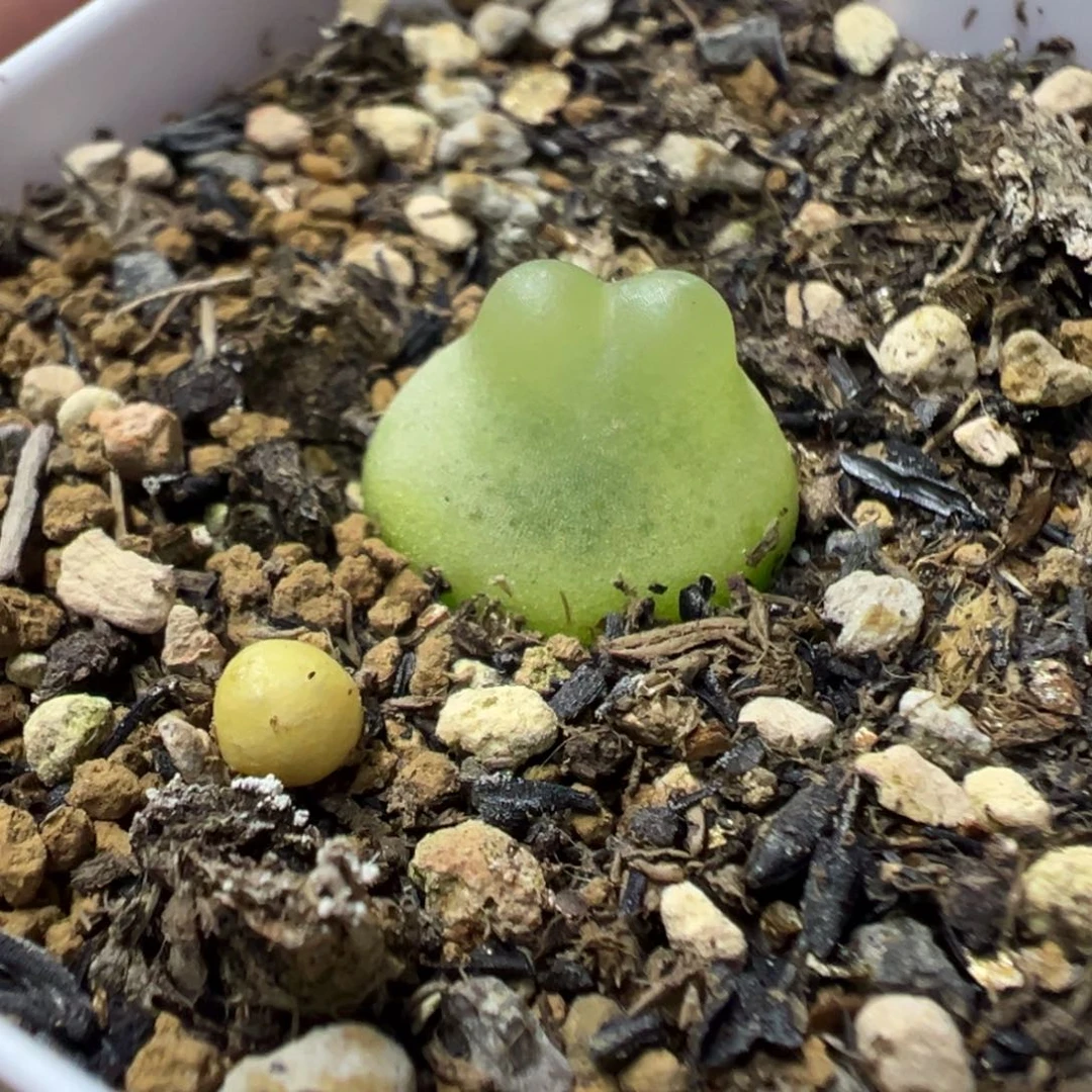 154拉登带盆土发货