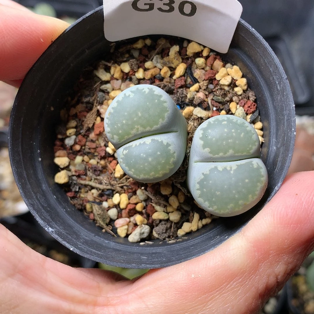 G30多肉植物保护研究所