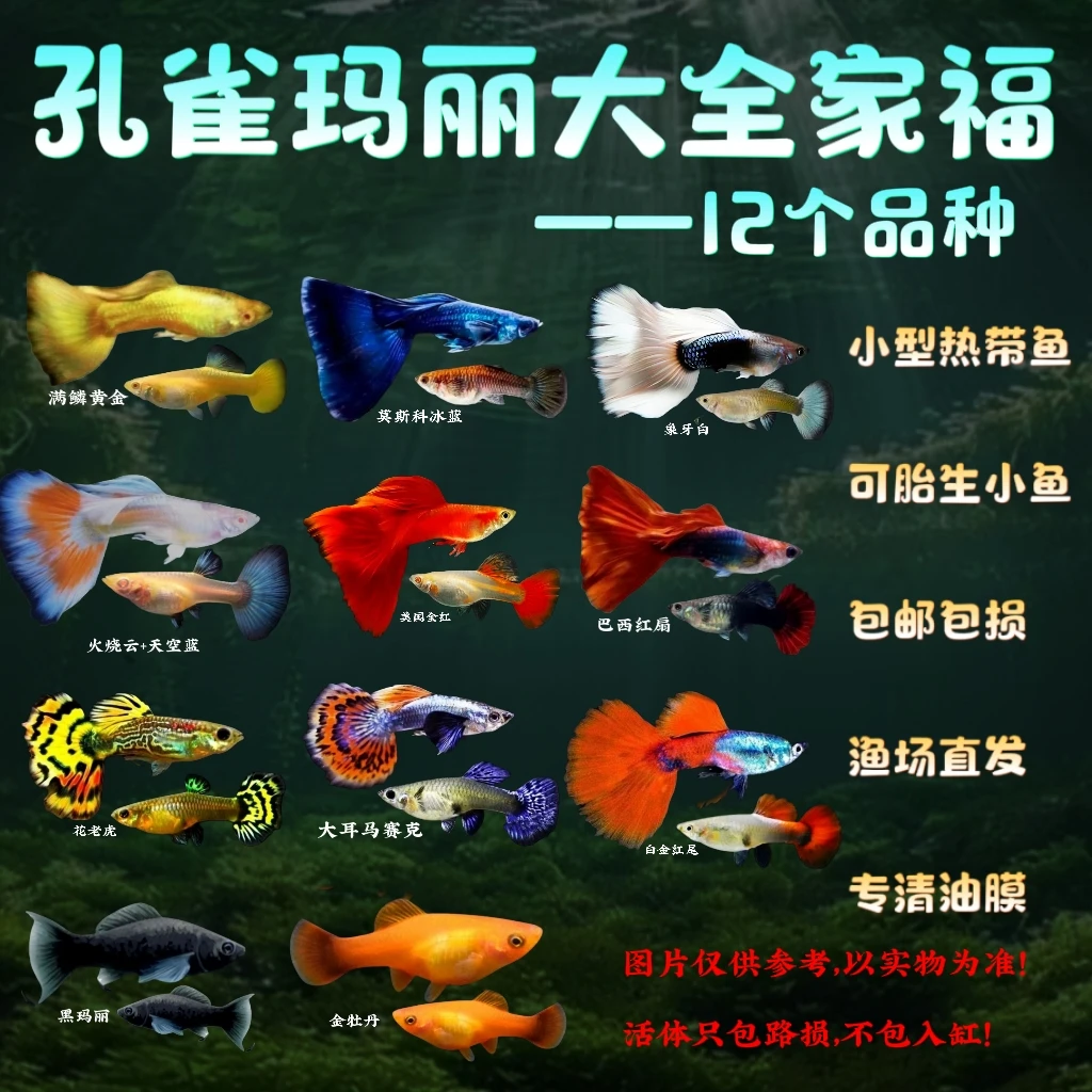 【精品孔雀鱼 金牡丹 玛丽鱼 混搭 】小型热带鱼好养易繁殖