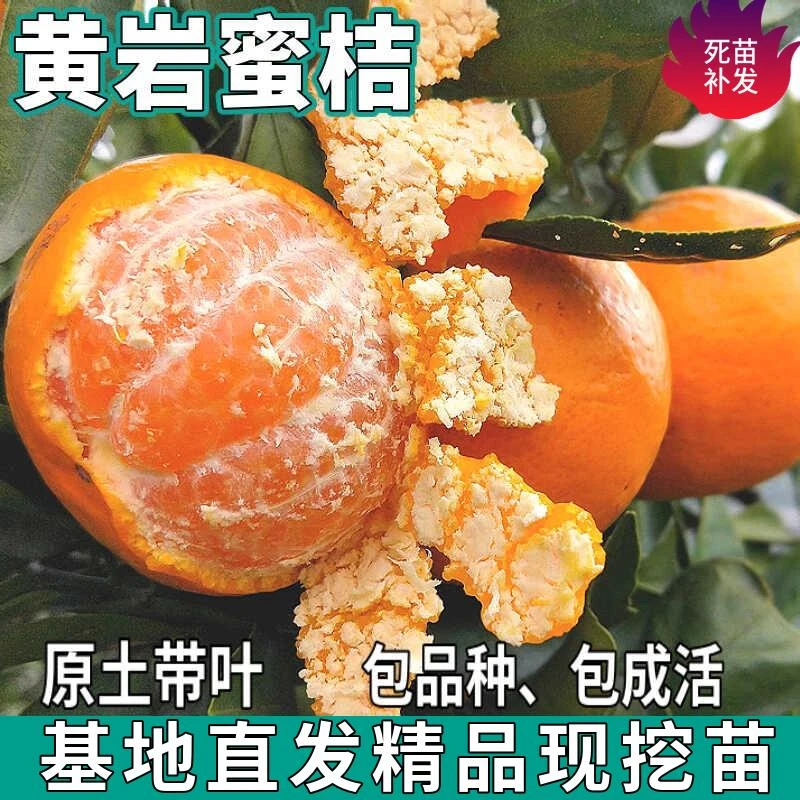 黄岩蜜桔树苗南北方盆栽无籽蜜橘地栽嫁接带原土桔子树苗当年结果