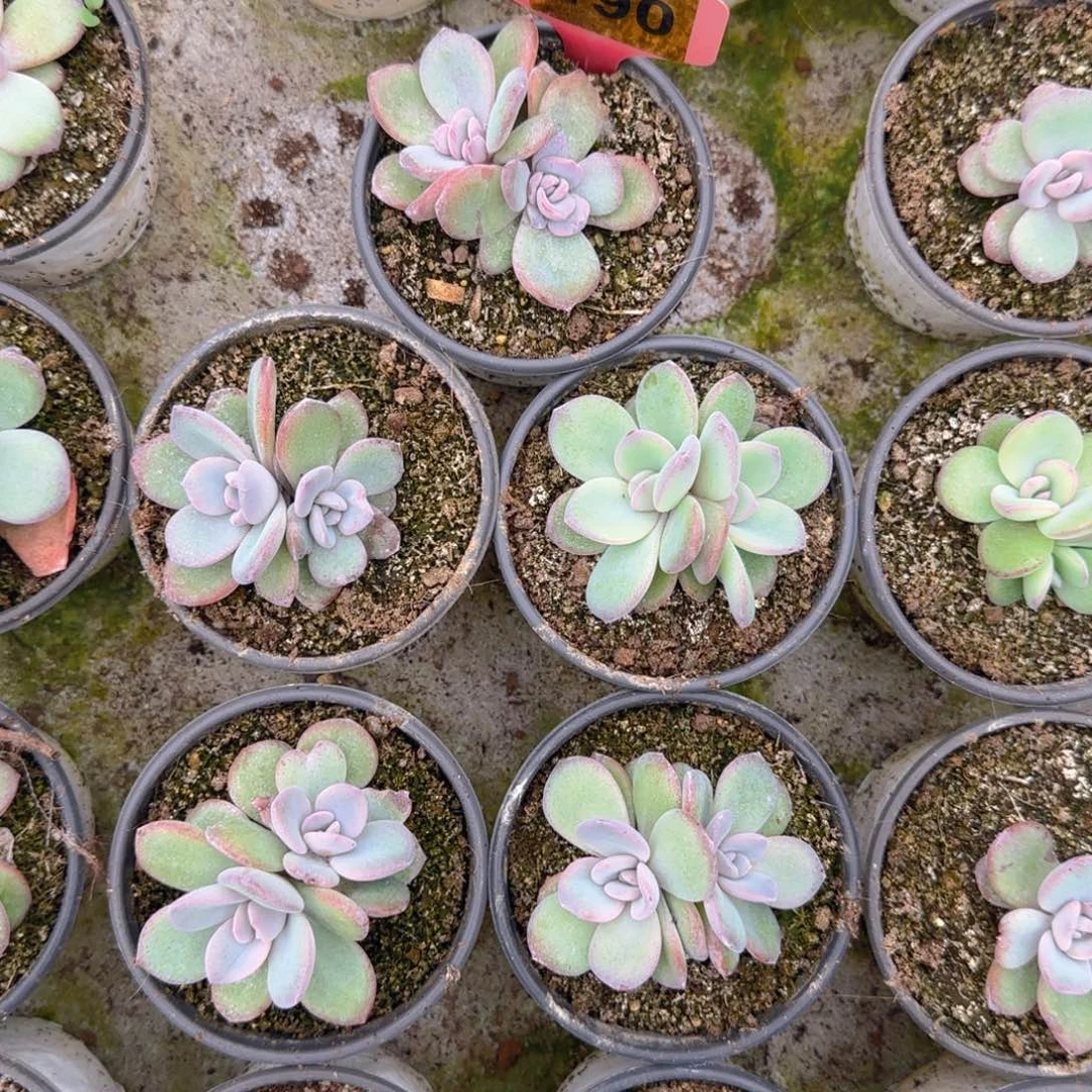 190号韩版奶茶5颗一组，9盆口