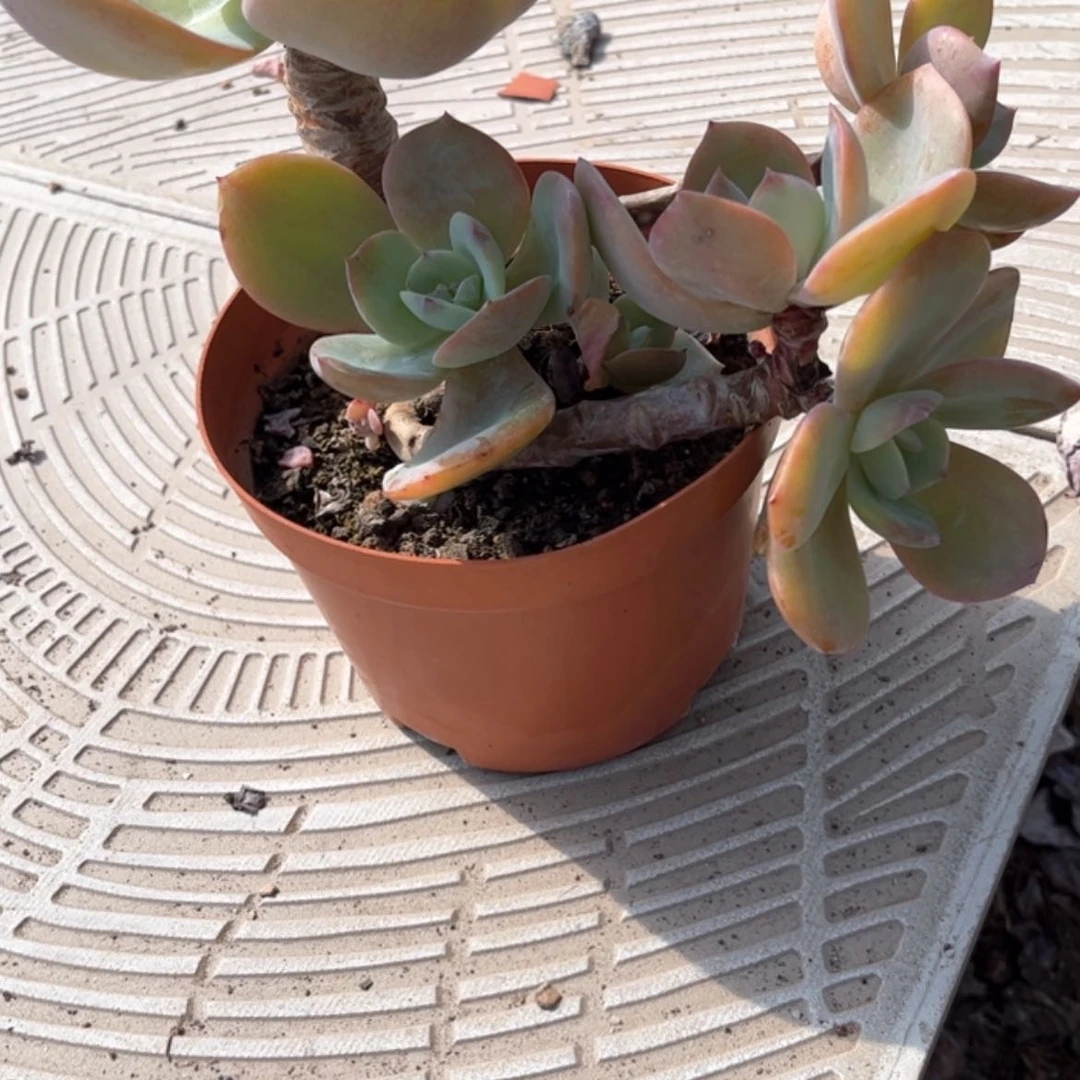 【闪购商品】无花朵慧*