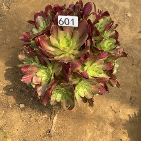 八*韶华捧花一物一拍