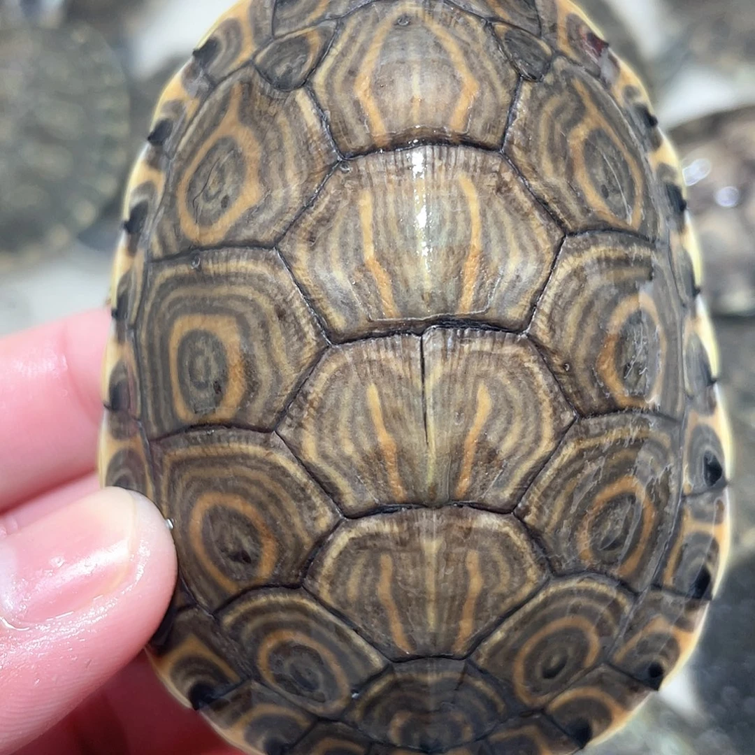 宠物龟不分公母大河对称增生