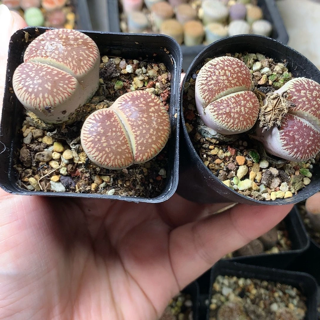 H107多肉植物保护