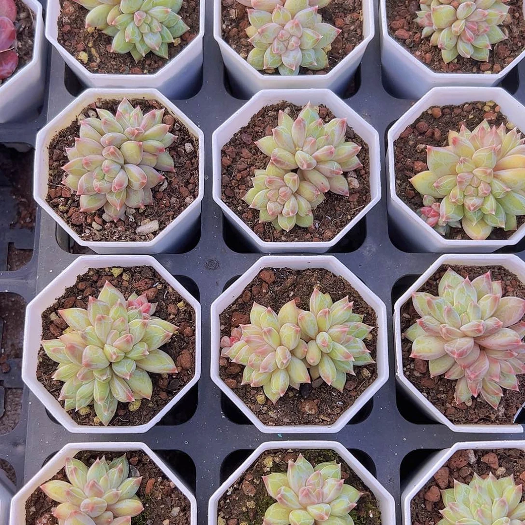 双头幻影美人19包邮多肉