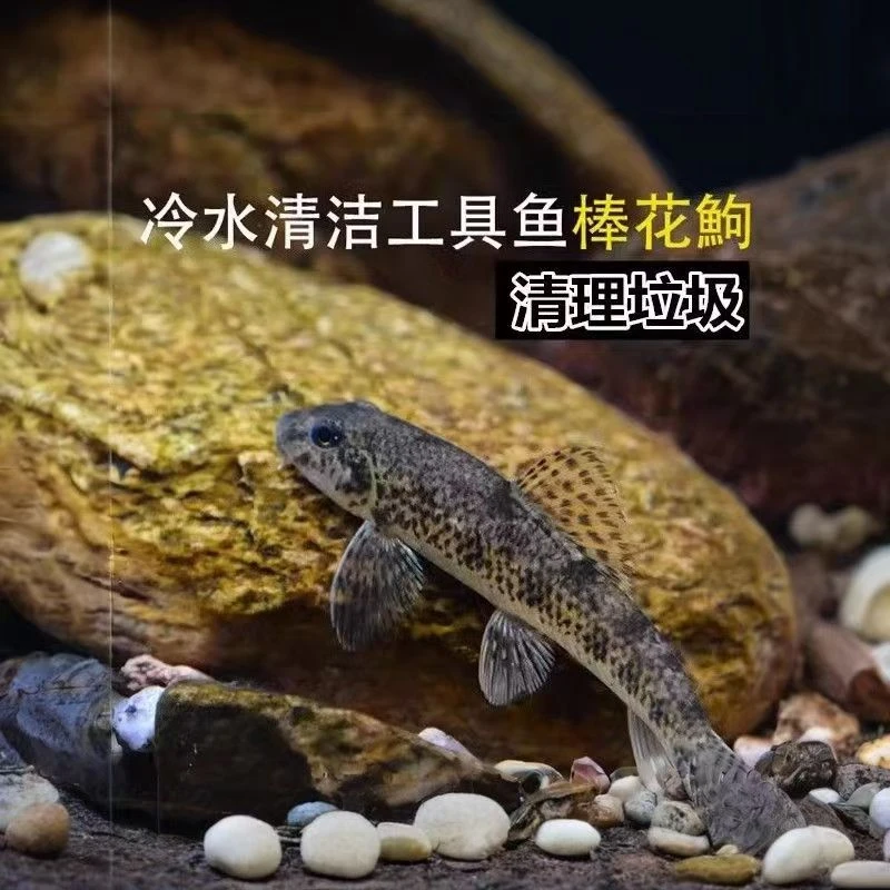 水族观赏鱼冷水鱼原生鱼冷水垃圾鱼吃鱼缸垃圾棒花鱼好养易活包邮