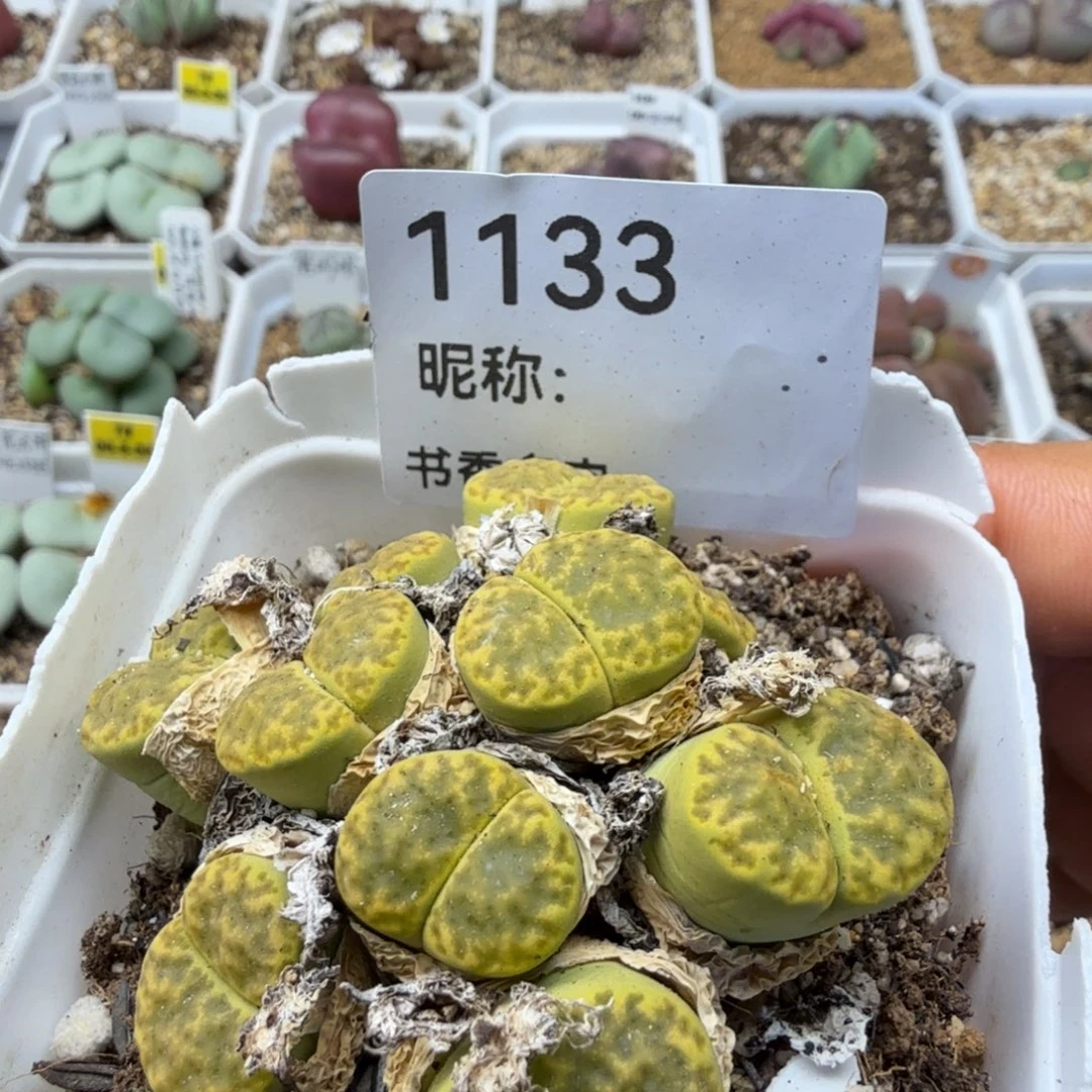 多肉植物多肉多肉