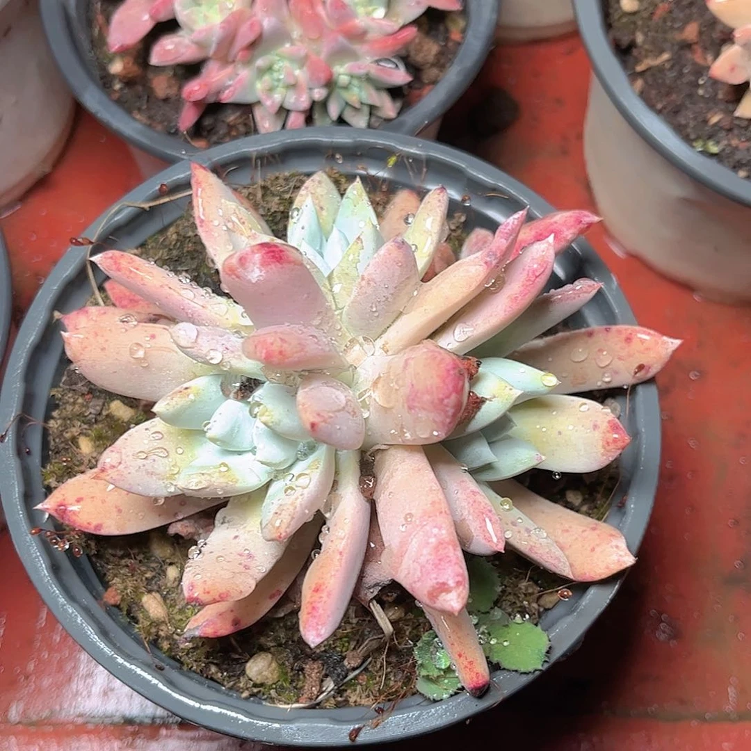 1446苹果拇指多肉