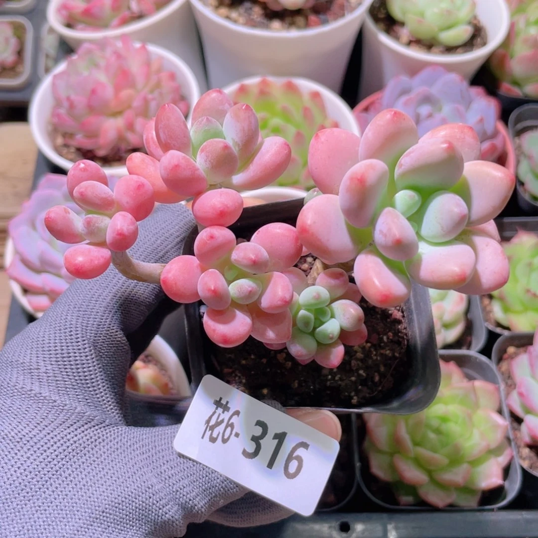 花利美6-316洛神群