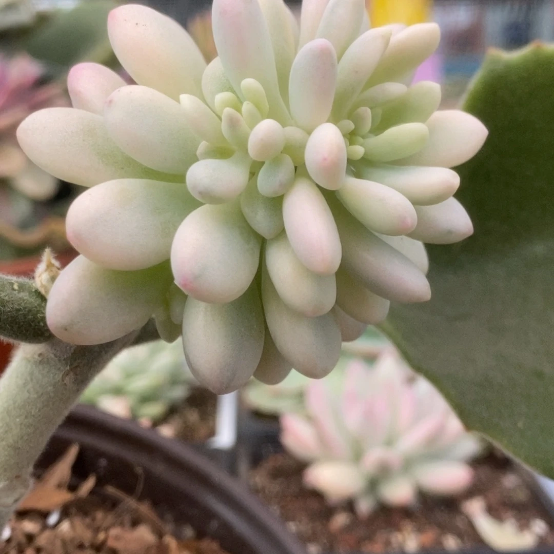 750鱼子酱锦锦锦锦锦