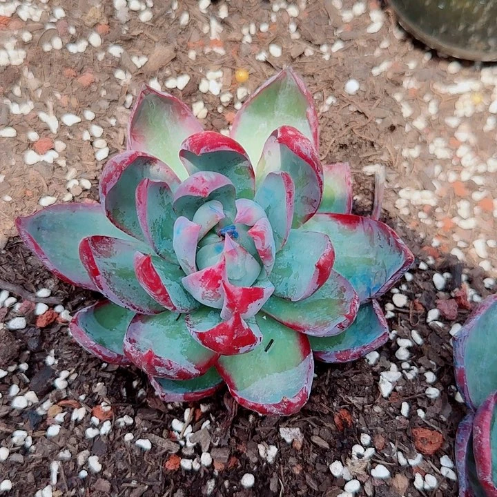 惊鸿仙子多肉植物