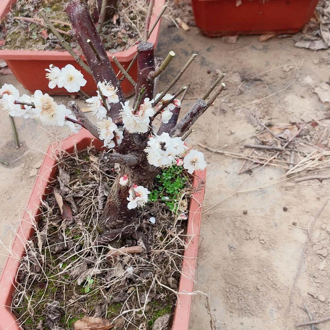 海棠海棠1515151515