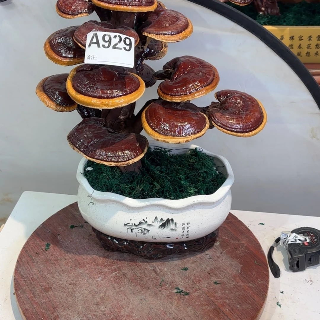 无花朵灵芝588888888888888888