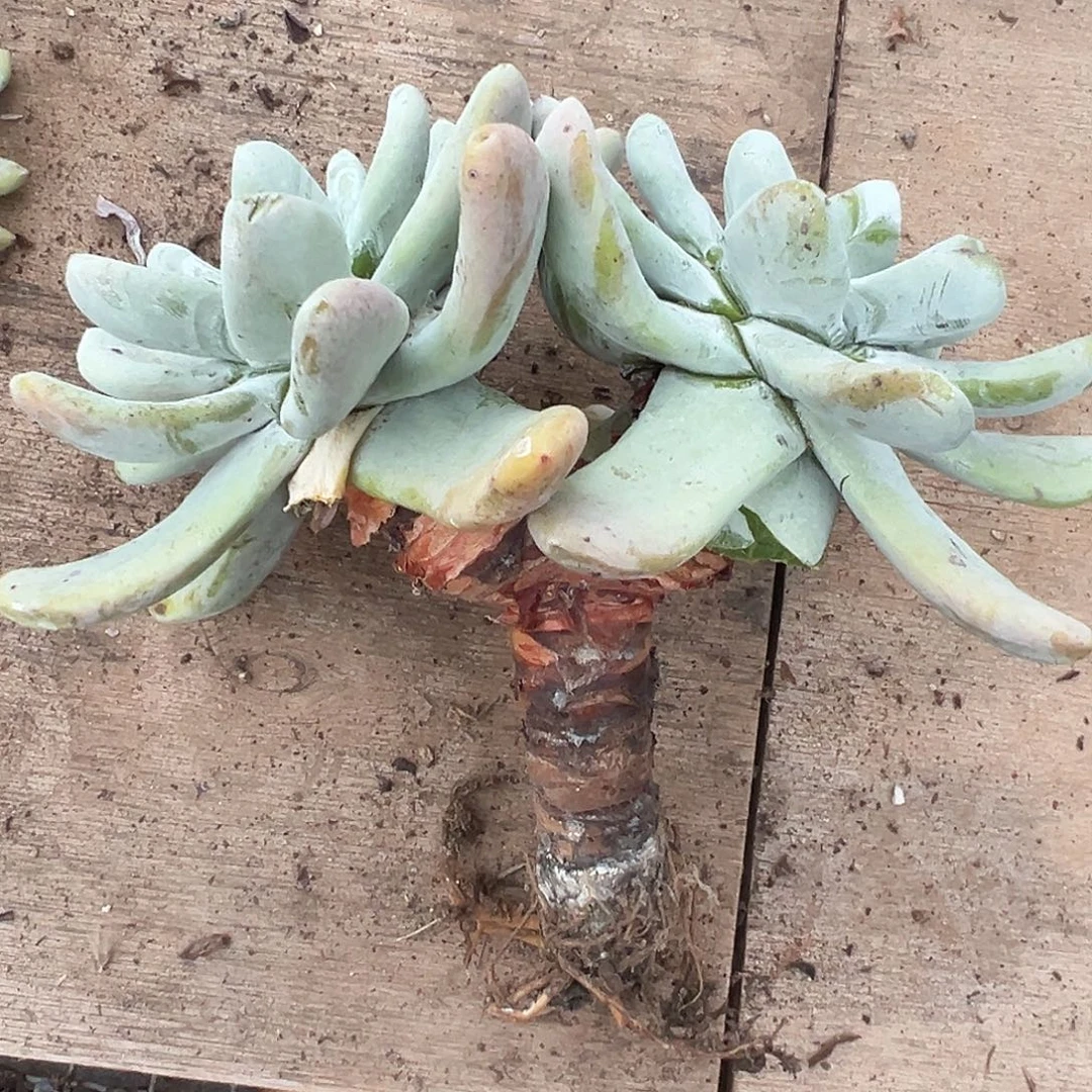 7898拇指仙女杯多肉