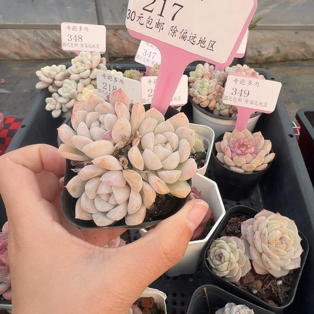 217 群生不包整 30元包邮非偏远