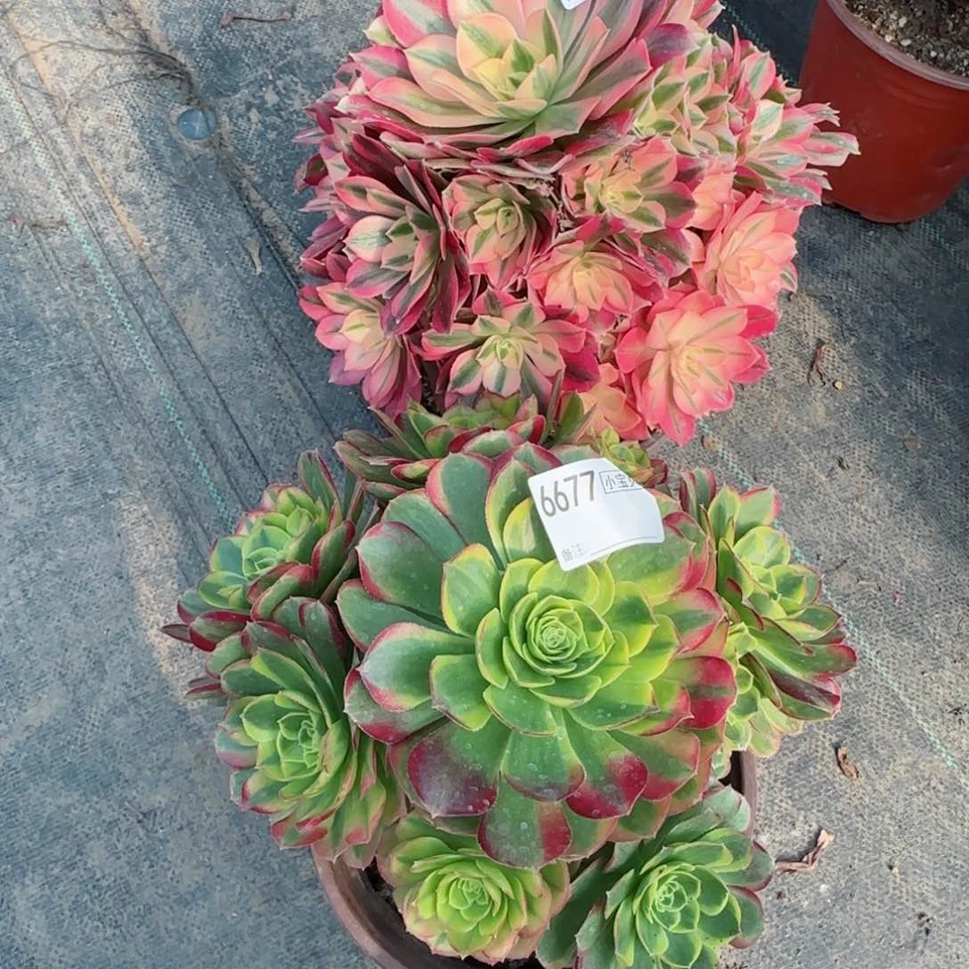 ?**蔓6676女巫6677奶白两颗