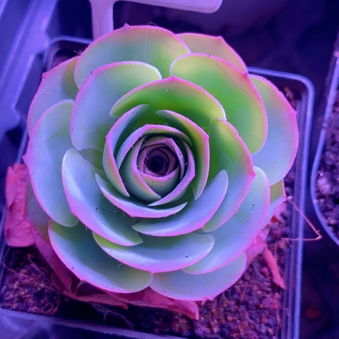 堇年单头一物一拍407