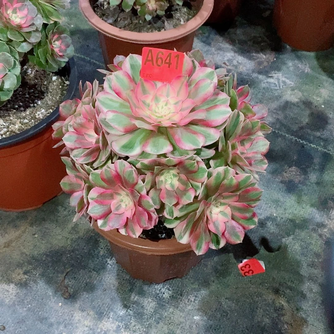 倾城641多肉11111