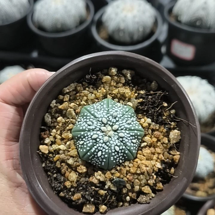 奇迹兜一物一拍实生3.7