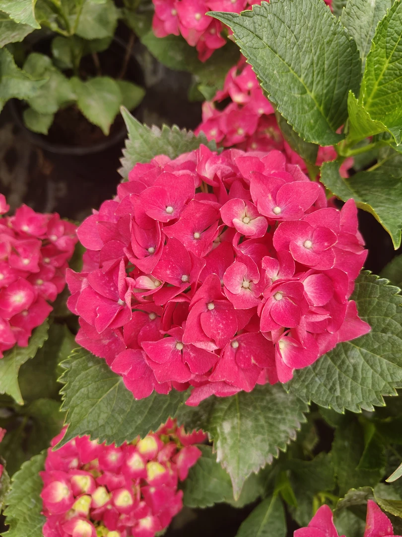 绣球花 小红椒 比月季花苞大 两加仑 超多花苞 原土原盆 庭院阳台