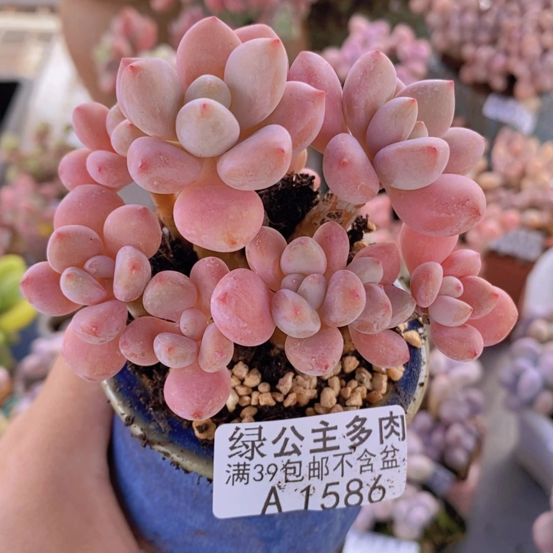 樱花洛神老桩8cm1586多肉植物