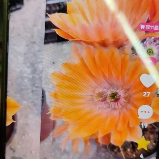 仙人球桃太郎5号侧芽