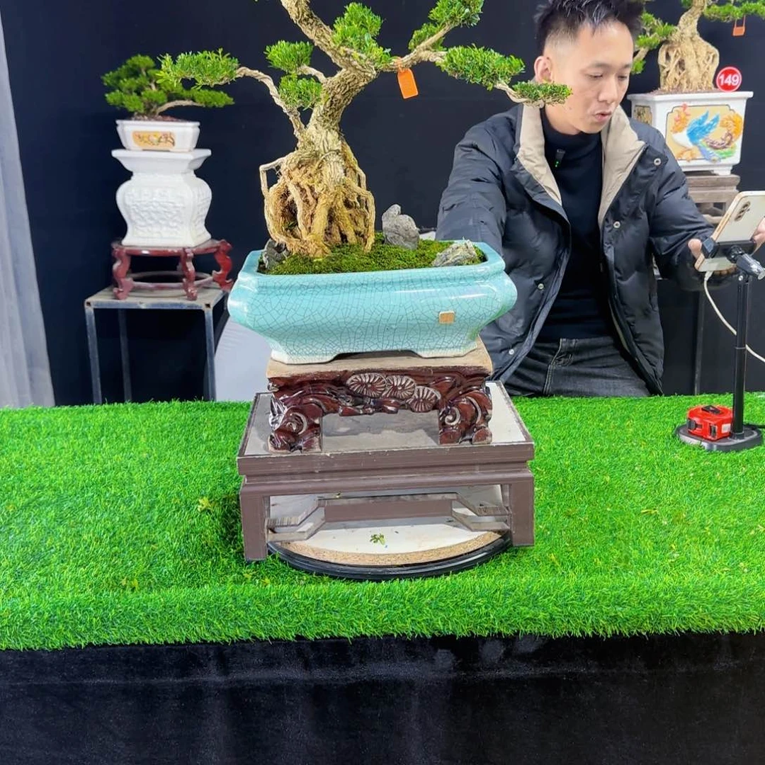 当前无花朵，栽培后可花朵